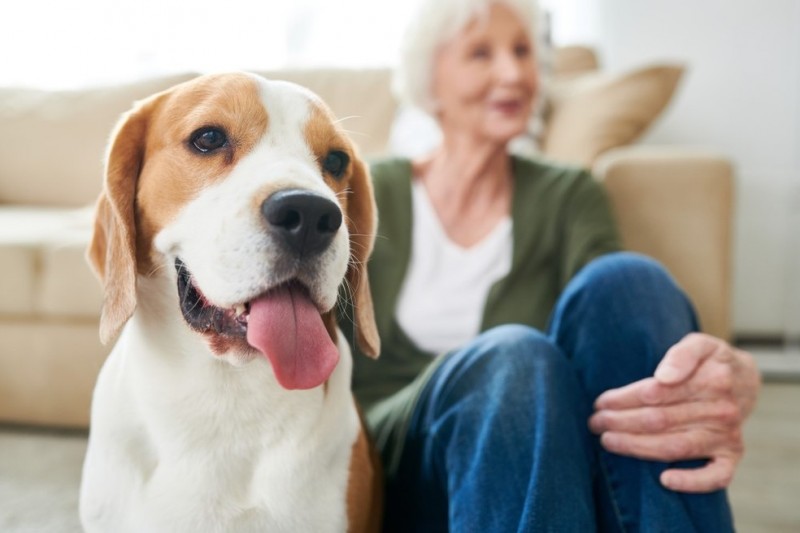Por que conviver um pet faz bem? Veja 5 motivos para ter um animal de estimação